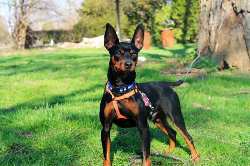 precauciones al adquirir un pinscher miniatura