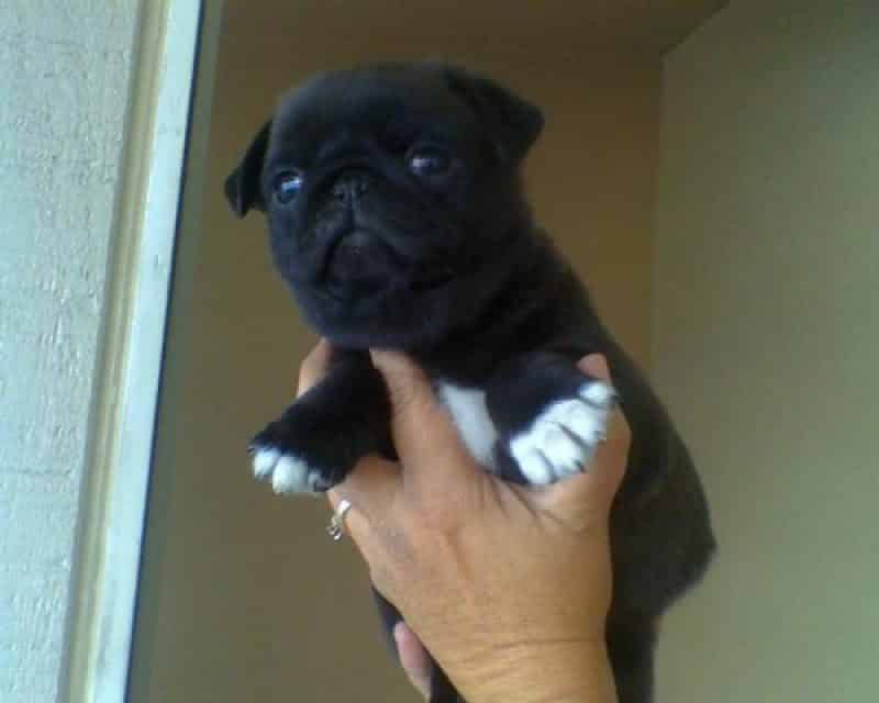 Pug con patas blancas