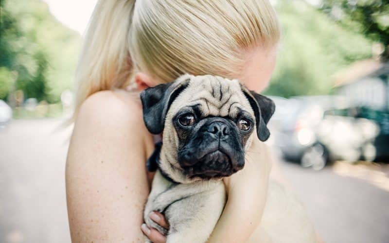 Pug en los brazos de una joven mujer