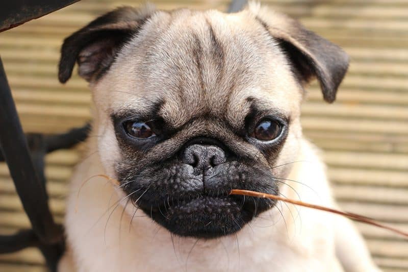 Pug masticando una varilla