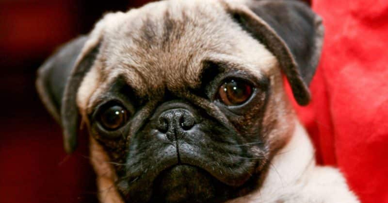 Pug mirando con sorpresa hacia la cámara