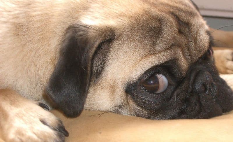 Pug mirando de reojo mientras le toman una fotografía