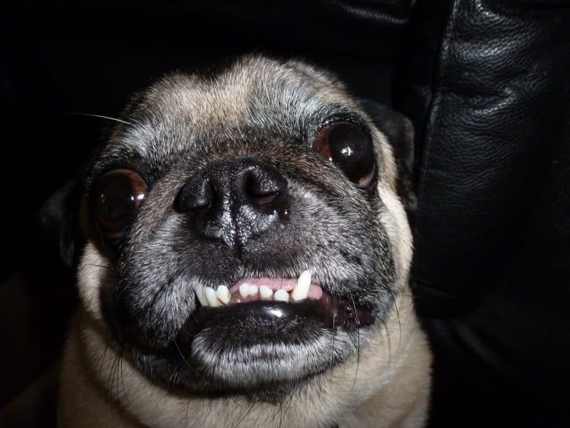 Pug mostrando sus colmillos inferiores