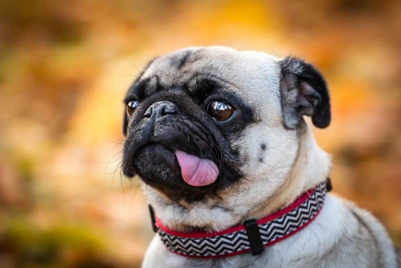 Pug posando para una foto con la lengua afuera