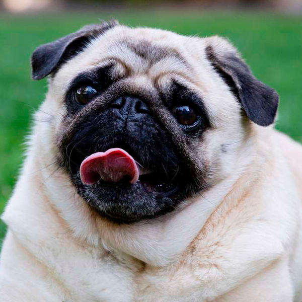pug raza perro