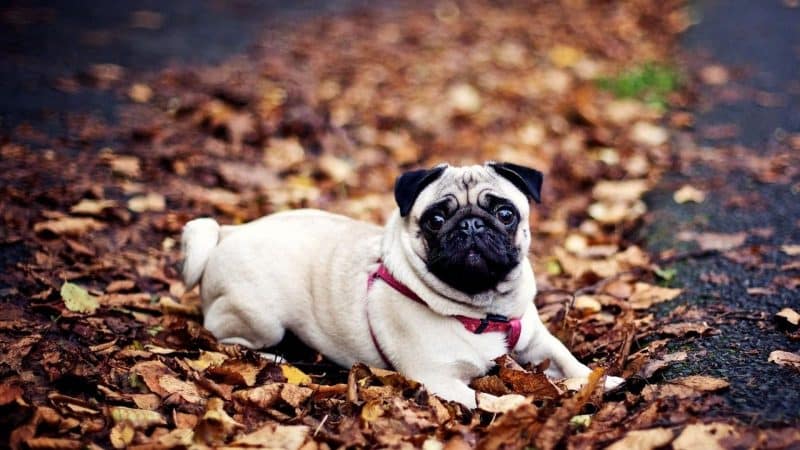 Pug recostado sobre hojas secas de otoño