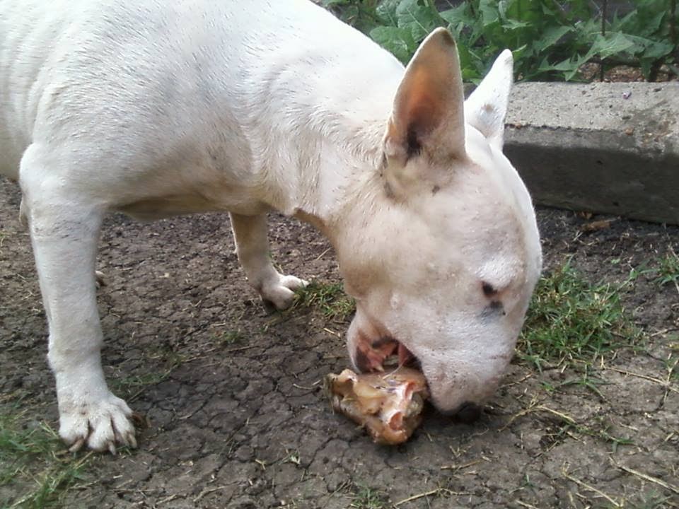 que alimentos son dañinos bull terrier