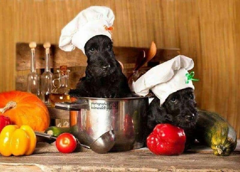 que comen los terrier escoces