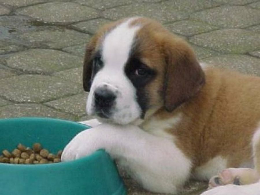 recomendaciones de cómo alimentar a un san bernardo