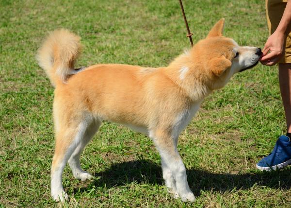 recompensando a un Akita Inu con golosinas durante el adiestramiento