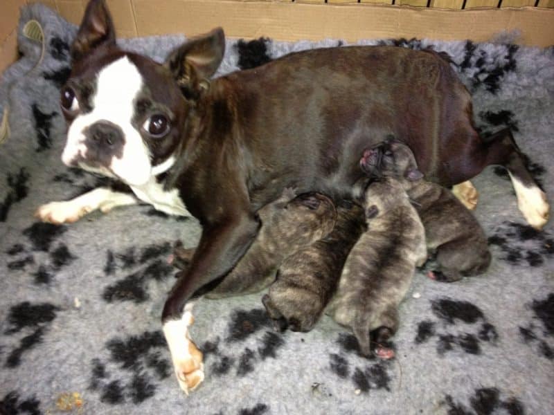 Reproducción del Boston Terrier