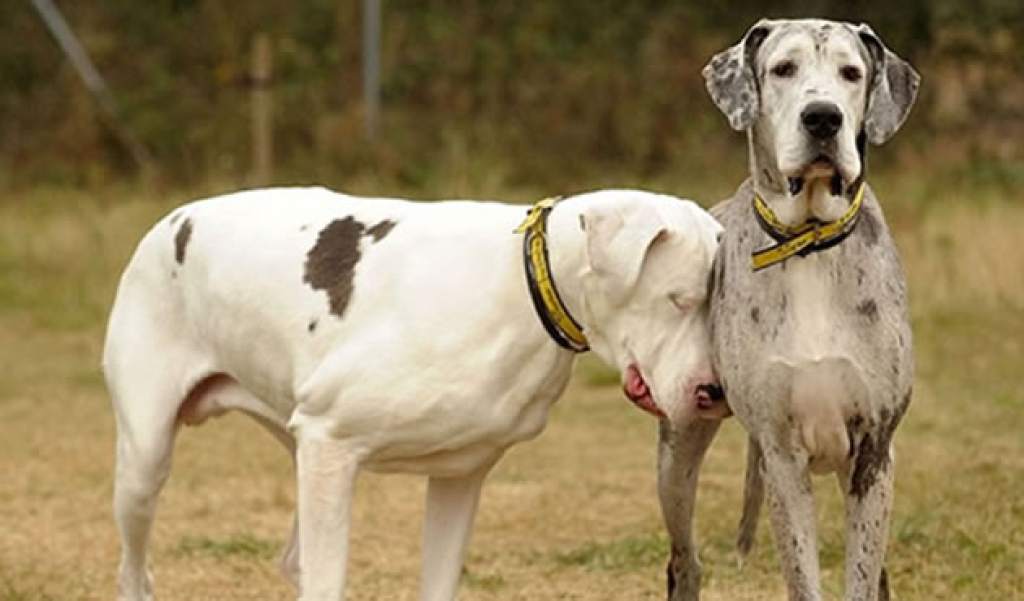 reproducción del gran danés 2