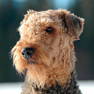 retrato airedale terrier