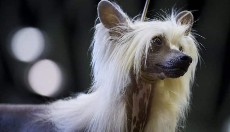 retrato con boke de un perro crestado chino