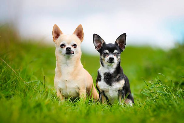 retrato de 2 perros chihuahua