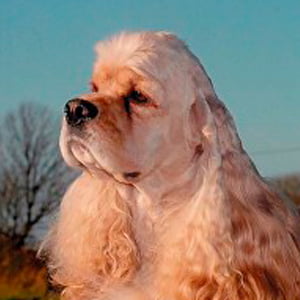 retrato de un cocker spaniel americano