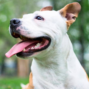 retrato de un american staffordshire terrier