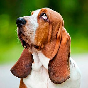 retrato de un basset hound