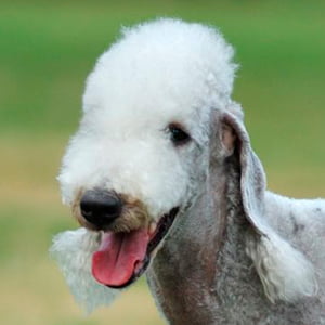 retrato de un bedlington terrier