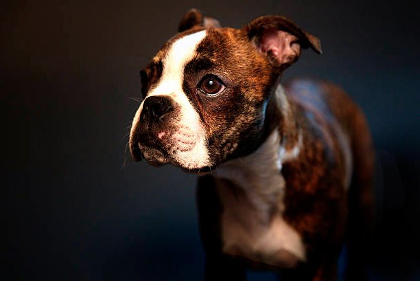 retrato de un boston terrier