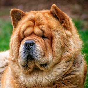 retrato de un chow chow