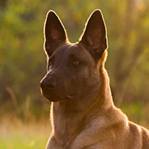 retrato de un pastor belga