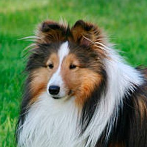 retrato de un pastor de shetland