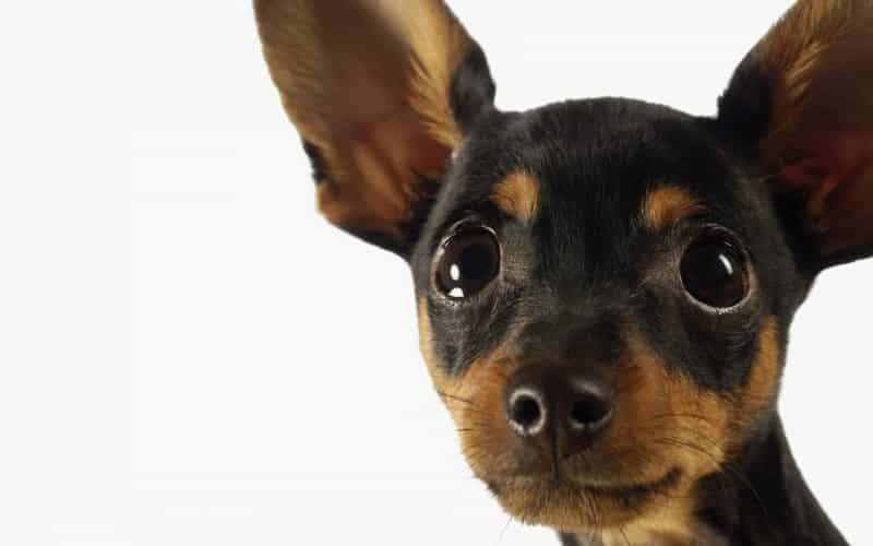 retrato de un pinscher miniatura