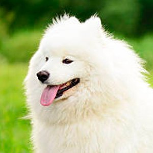 retrato de un samoyedo