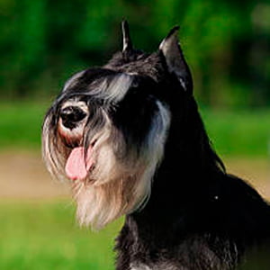 retrato de un schnauzer