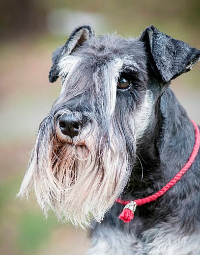retrato de un schnauzer observando la inmensidad