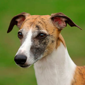 retrato de un whippet