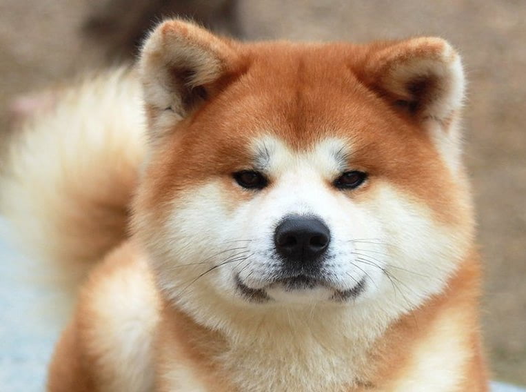 retrato frontal de un Akita Inu