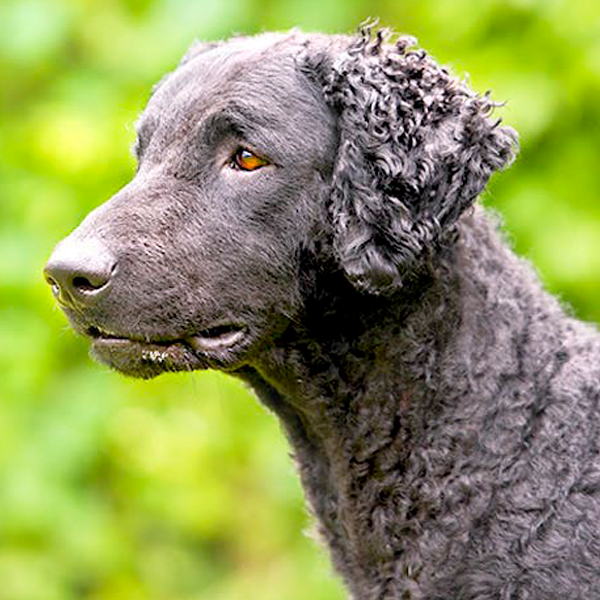 retriever de pelo rizado raza perro