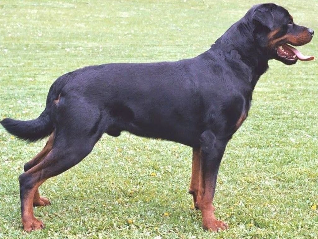 rottweiler alemán