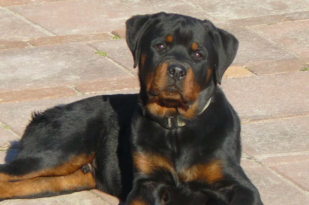 rottweiler americano