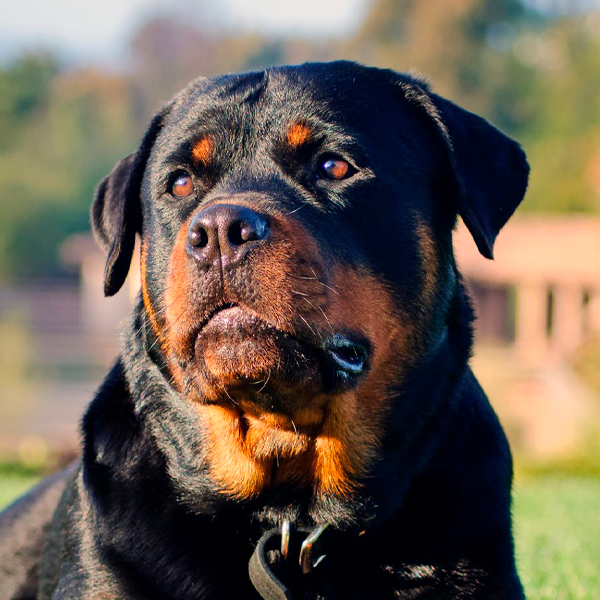 rottweiler raza perro