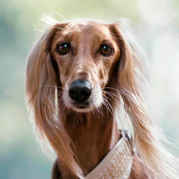 saluki - raza de perro