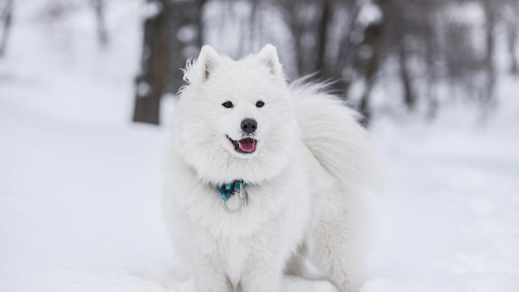 samoyedo