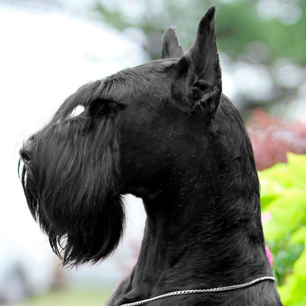 schnauzer gigante raza perro