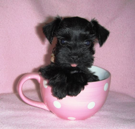 schnauzer miniatura negro en una taza de té