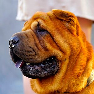 shar pei contemplando la inmensidad