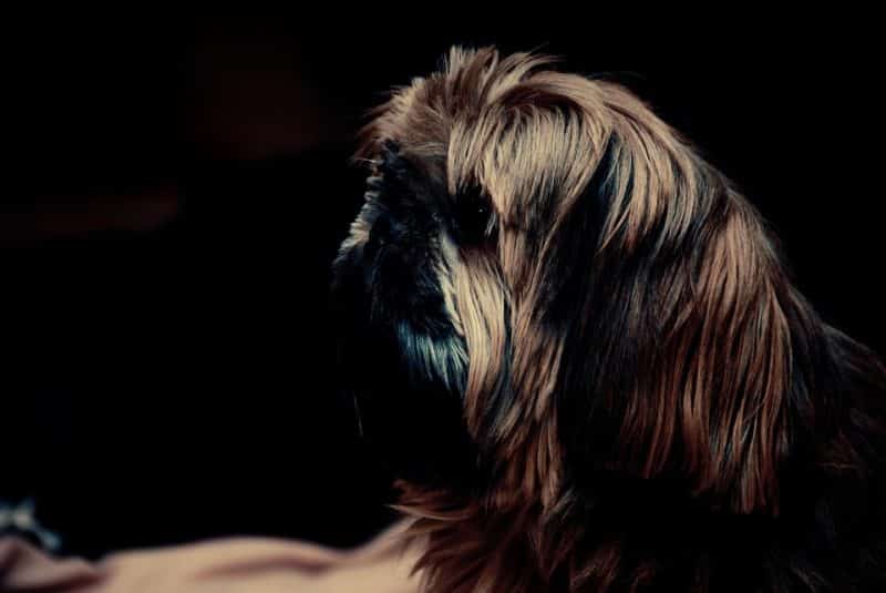 shih tzu con fondo negro vista lateral