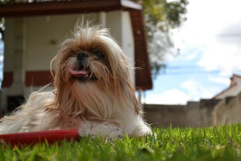 shih tzu descansando junto a su caseta