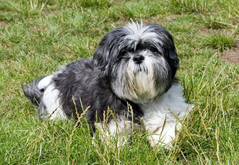 shih tzu descansando sobre hierba