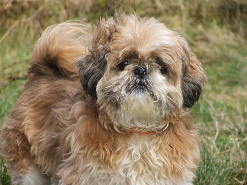 shih tzu en medio de hierba