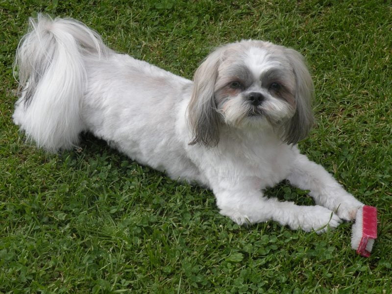 shih tzu jugando en césped con una escobilla