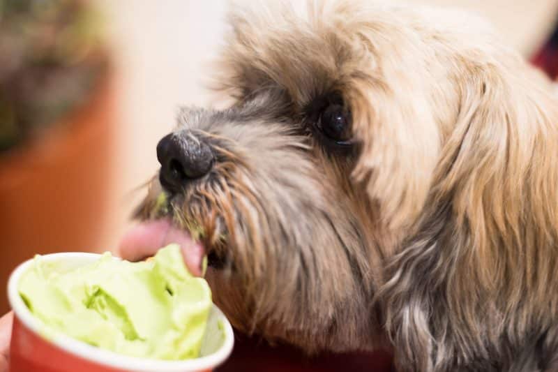 shih tzu lengueteando un helado