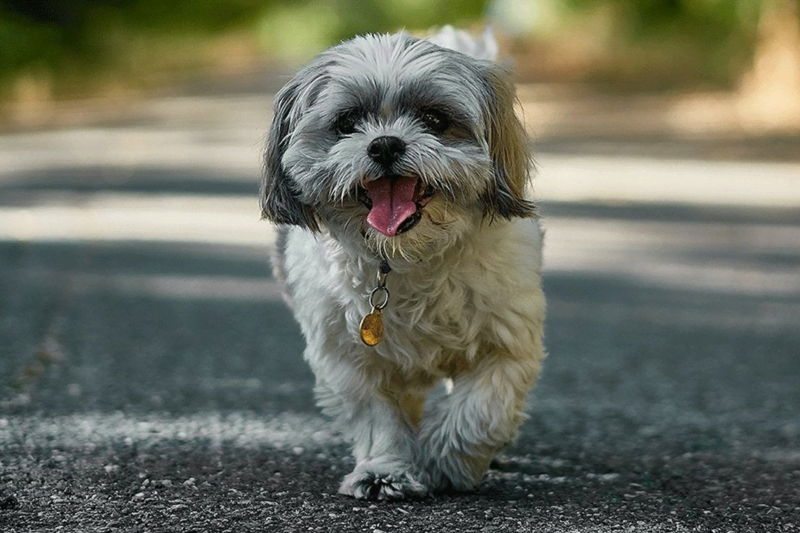shih tzu raza perro caminando