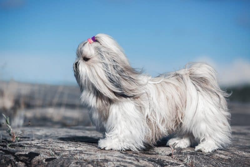 shih tzu sobre una roca disfrutando el viento